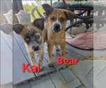Small Australian Shepherd Mix
