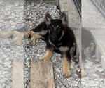 Small Photo #3 German Shepherd Dog Puppy For Sale in VIOLET, LA, USA