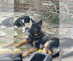 Small #1 German Shepherd Dog