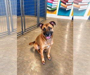 Smokey - Foster or Adopt Me! - Male German Shepherd Dog-Unknown Mix Dog for Adoption - Photo #11
