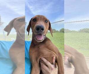 Mutt Dogs for adoption in Abbeville, LA, USA