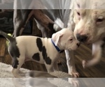 Small Photo #1 American Pit Bull Terrier Puppy For Sale in MOORESBURG, TN, USA