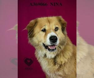 Australian Shepherd-Unknown Mix Dogs for adoption in Stockton, CA, USA