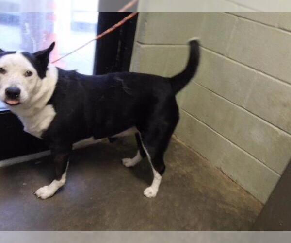 Medium Photo #1 Border Collie-Unknown Mix Puppy For Sale in Tulsa, OK, USA