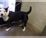 Small Border Collie Mix