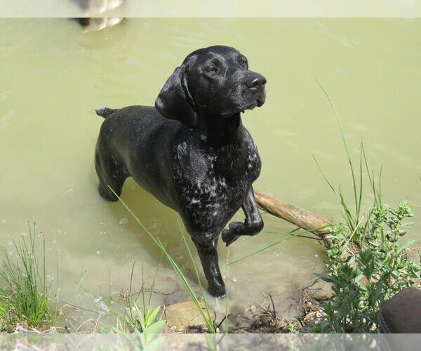 Medium Photo #1 German Shorthaired Pointer Puppy For Sale in EVANSVILLE, WY, USA