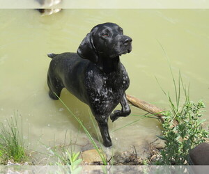 Mother of the German Shorthaired Pointer puppies born on 04/30/2026
