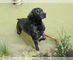Small Photo #1 German Shorthaired Pointer Puppy For Sale in EVANSVILLE, WY, USA