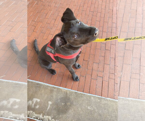 Medium Photo #1 Labrador Retriever-Unknown Mix Puppy For Sale in San Diego, CA, USA