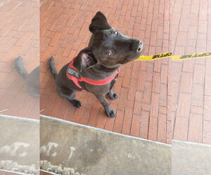 Labrador Retriever-Unknown Mix Dogs for adoption in San Diego, CA, USA