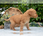 Small Photo #16 Golden Retriever Puppy For Sale in WOLCOTTVILLE, IN, USA