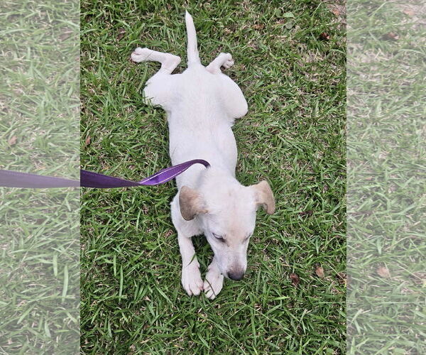 Medium Photo #16 Beagle-Unknown Mix Puppy For Sale in Wakefield, RI, USA