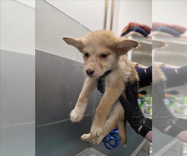 Medium Photo #1 Siberian Husky Puppy For Sale in Tracy, CA, USA