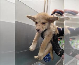 Siberian Husky Dogs for adoption in Tracy, CA, USA