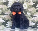 Small Photo #10 Golden Retriever-Goldendoodle Mix Puppy For Sale in LAKELAND, FL, USA