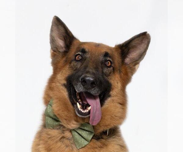 Medium Photo #1 German Shepherd Dog Puppy For Sale in Santa Maria, CA, USA