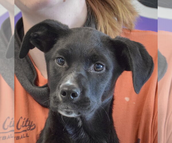 Medium Photo #2 German Shepherd Dog-Unknown Mix Puppy For Sale in Huntley, IL, USA