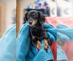 Small #2 Dachshund