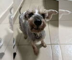 Small #2 Mutt