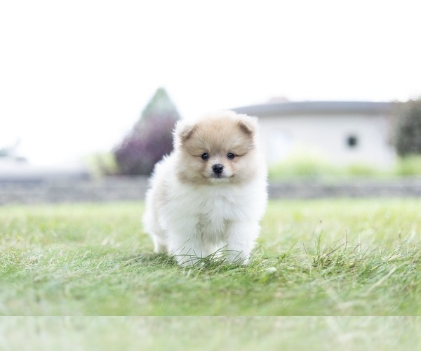 Medium Photo #3 Pomeranian Puppy For Sale in WARSAW, IN, USA