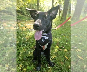 Labrador Retriever-Unknown Mix Dogs for adoption in Springdale, PA, USA