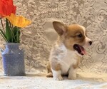 Small #2 Pembroke Welsh Corgi