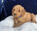 Small #2 Goldendoodle (Miniature)