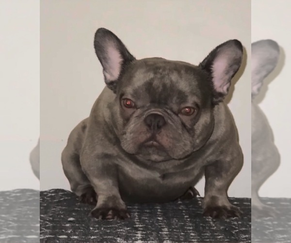 Medium Photo #3 French Bulldog Puppy For Sale in MARIETTA, GA, USA