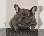 Small #2 French Bulldog