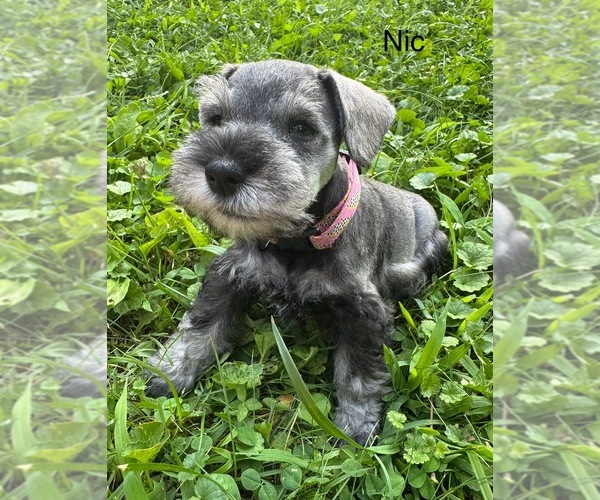 Medium Photo #3 Schnauzer (Miniature) Puppy For Sale in DELAFIELD, WI, USA