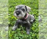 Small Photo #3 Schnauzer (Miniature) Puppy For Sale in DELAFIELD, WI, USA