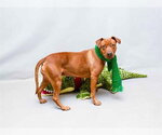 NANI - Female Mutt Dog for Adoption - Small photo
