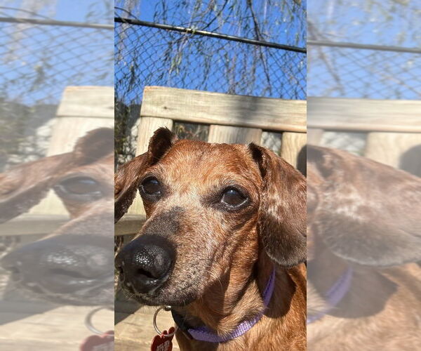 Medium Photo #2 Mutt Puppy For Sale in Elmsford, NY, USA