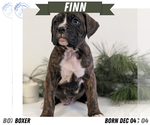 Puppy Finn Boxer