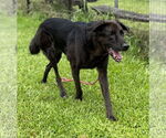 Small #1 Labrador Retriever