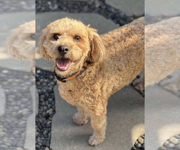 Medium Photo #1 Mutt Puppy For Sale in Dana Point, CA, USA