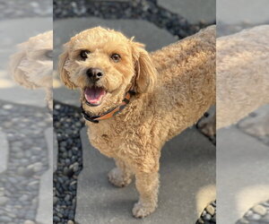 Mutt Dogs for adoption in Dana Point, CA, USA