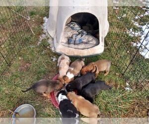 Australian Cattle Dog-Labrador Retriever Mix Dogs for adoption in LE ROY, KS, USA