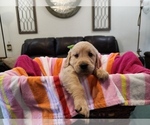 Puppy Girl G2 Golden Retriever