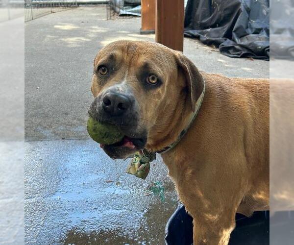 Medium Photo #3 Mastiff-Unknown Mix Puppy For Sale in Alameda, CA, USA