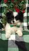 Small Photo #6 Pomsky Puppy For Sale in EDEN, PA, USA