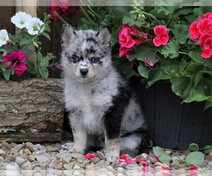 Pomsky-Poodle (Standard) Mix Puppy for sale in FREDERICKSBG, OH, USA