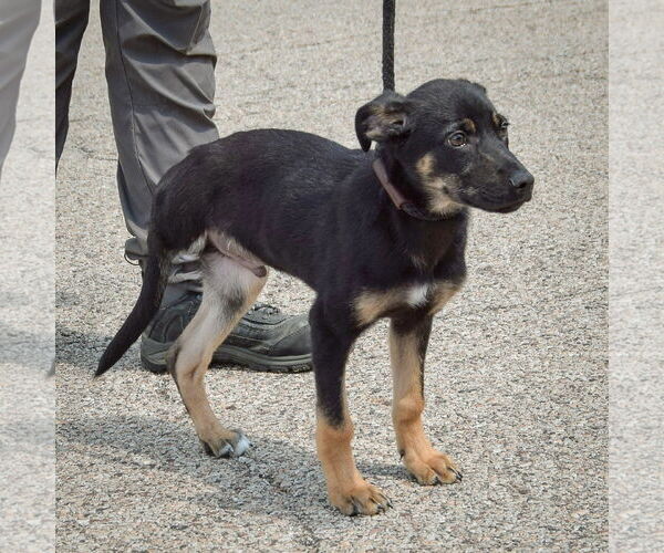 Medium Photo #4 German Shepherd Dog-Unknown Mix Puppy For Sale in Huntley, IL, USA