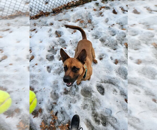 Medium Photo #1 German Shepherd Dog-Unknown Mix Puppy For Sale in Minneapolis, MN, USA