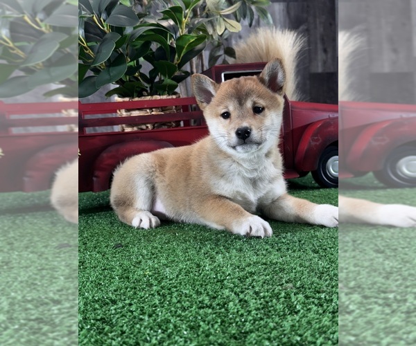 Medium Photo #4 Shiba Inu Puppy For Sale in CANOGA, NY, USA