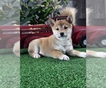 Small #3 Shiba Inu
