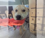 Small #2 Labrador Retriever-Shiba Inu Mix
