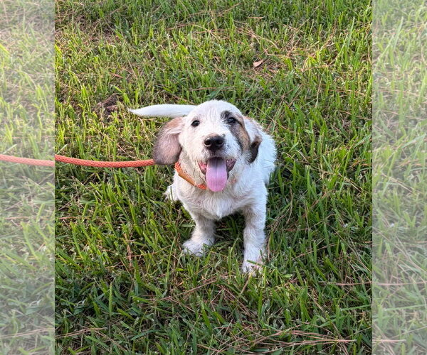 Medium Photo #2 Basset Hound-Unknown Mix Puppy For Sale in Wakefield, RI, USA