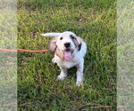 Small #1 Basset Hound Mix