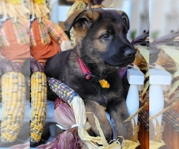 Medium Photo #1 German Shepherd Dog Puppy For Sale in HUDSON, FL, USA